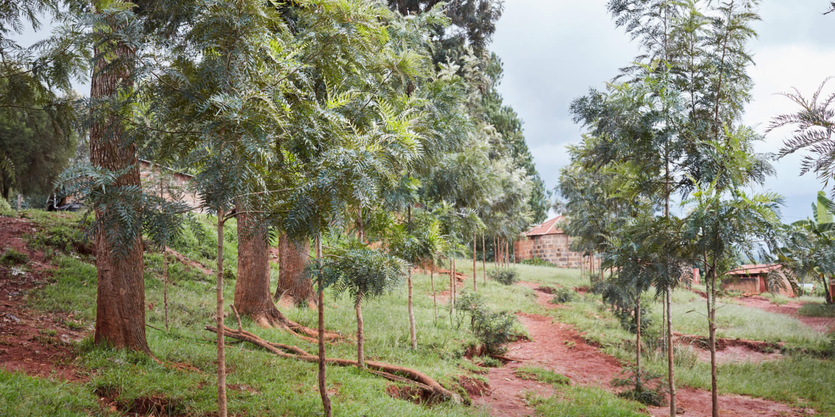 Planting Trees in Kenya